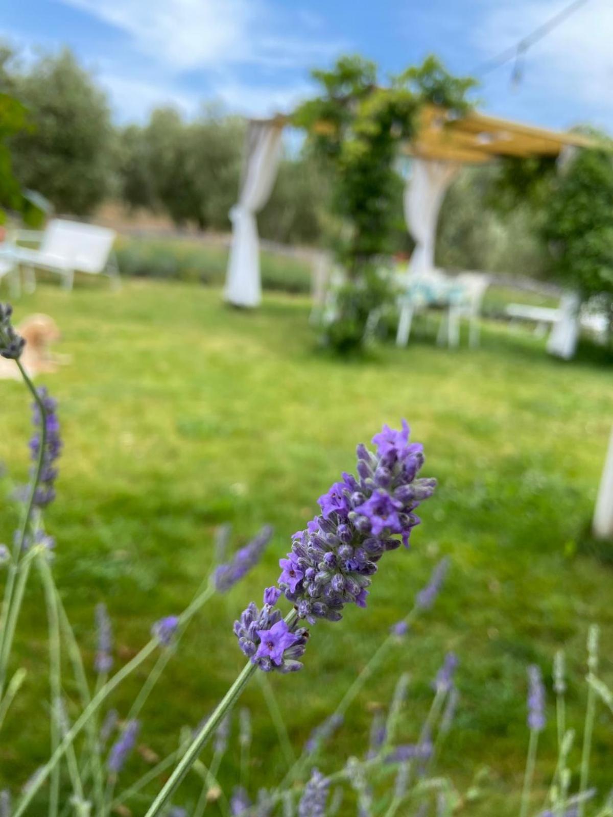 Tenuta Le Mandorlaie, Agriturismo In Scansano Exterior photo